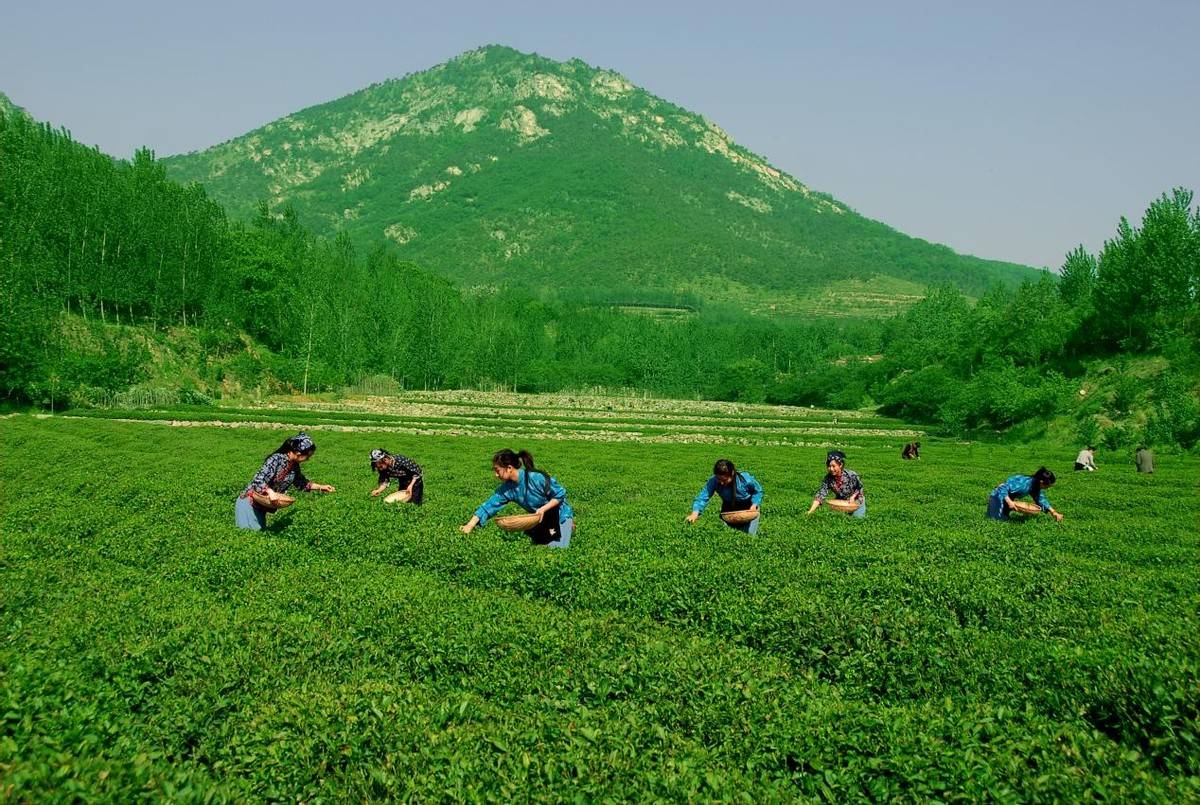 诸城绿茶:一枝一叶总关情_桃林镇