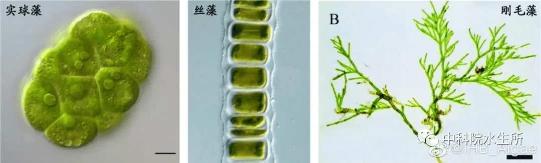 三种绿藻的显微形态示意图:从左自右依次为实球藻,丝藻和刚毛藻