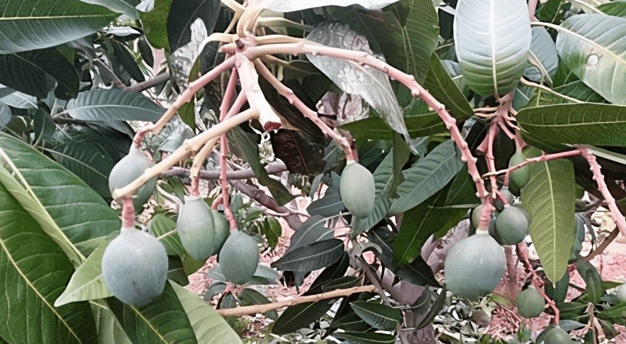 芒果开花长叶需要消耗大量营养,要及时补充