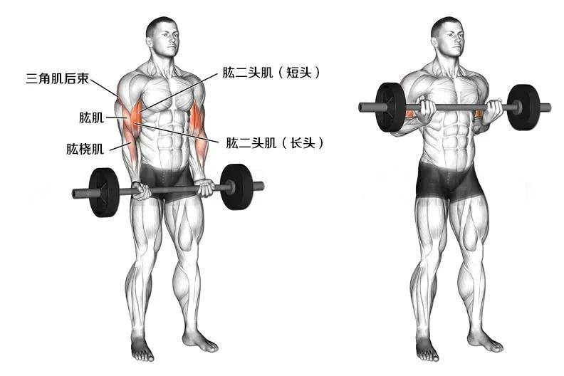【耀健身】肱二头肌训练技巧,打造完美麒麟臂!