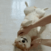 表情包 | 我看你就是玩不起!_狗头