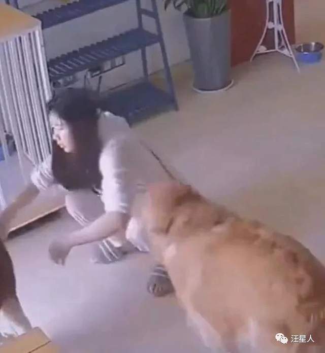 看到它又在沙发腿上撒了一泡尿后,生气的想要教训它一番,让它长长记性