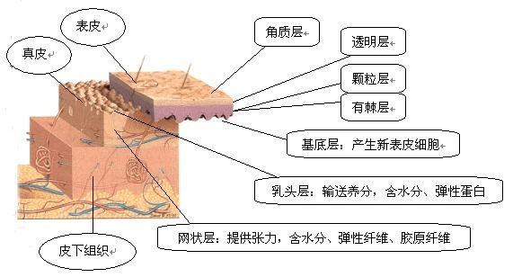 我们的皮肤是由表皮