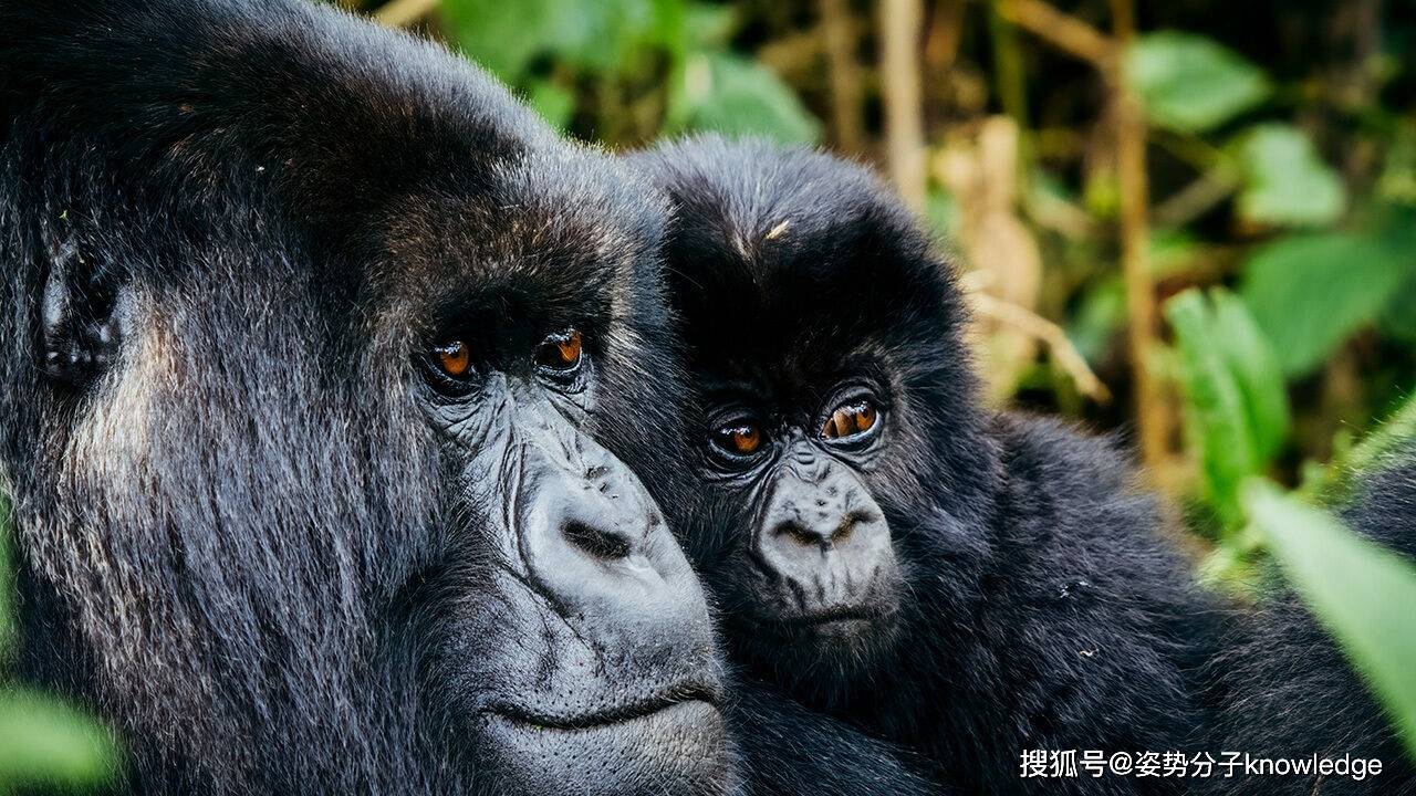 原创关于大猩猩的10条冷知识原来不是所有的猩猩都叫大猩猩