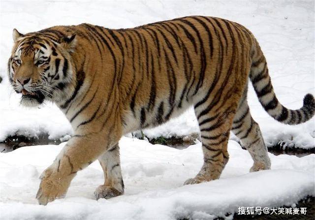 长白山出现东北虎,狍子没追上,转身捕食了1头200斤的小牛