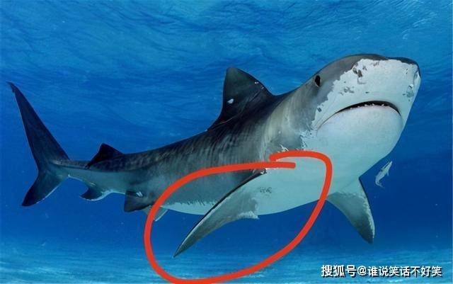 为什么人类只吃鱼翅,不吃鲨鱼肉?鱼翅又是指鲨鱼哪个部位?