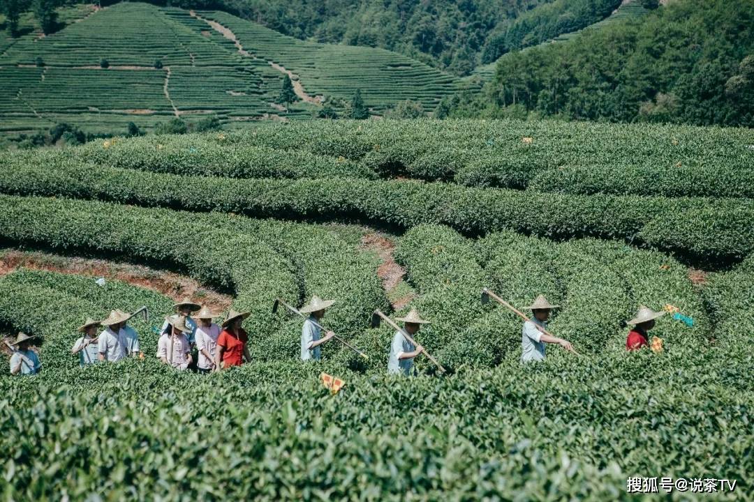 第二届传承者大会本真队,固本清源,寻茶中真味!