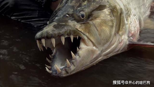 什么鱼能让鳄鱼为之胆寒?这种巨型食人鱼告诉你什么叫力量?