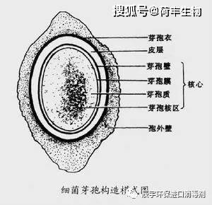 食品饮料管道被芽孢杆菌污染了该怎么解决(案例分析)