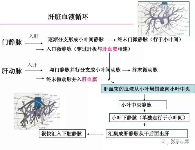 肝脏的血液循环十分丰富,有门脉和肝动脉双重供血,流入肝脏的1/4来自