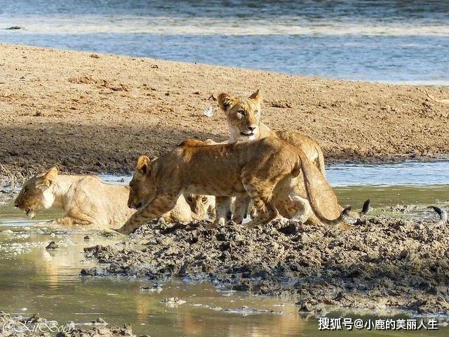 ——西非狮进入上几内亚,中非狮来到喀麦隆高地和刚果,东北非狮来到