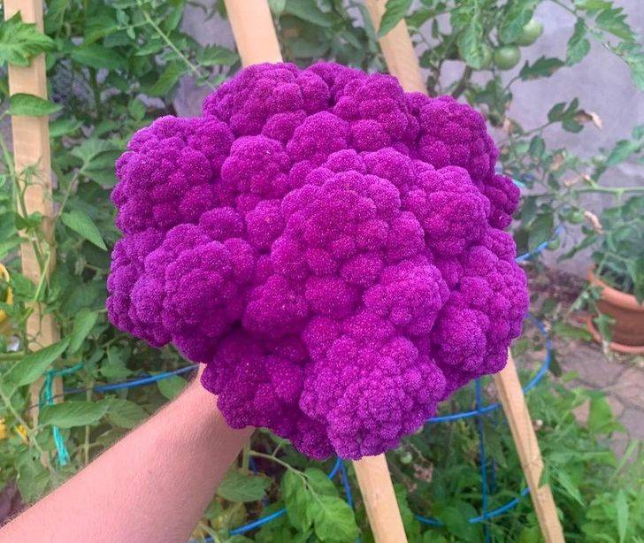 "稀有的紫色花椰菜——它的标志性颜色来自于在红甘蓝中发现的同一种