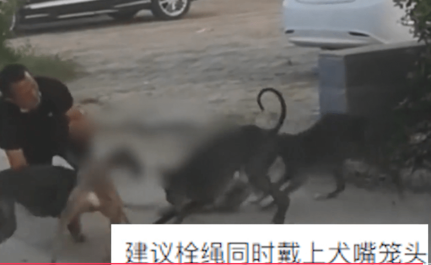原创看着揪心!河南4条未牵绳大狗撕咬小狗5分钟致死,狗主人拦不住