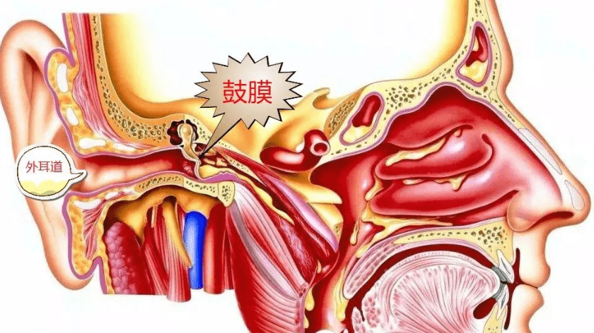 1药网科普:为什么宝宝总是鼻塞?_鼻腔