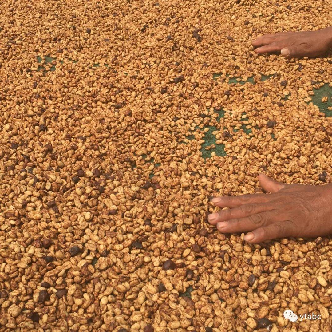 incafé的咖啡豆正是生长在印加的森林生态系统中,当地的森林资源