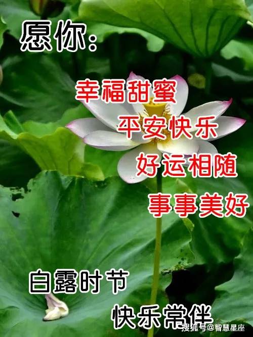 9月7日白露最漂亮早上好动态表情图片大全,早晨好动图美图大全