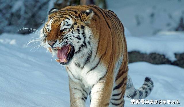 前段时间,也就是世界老虎日的时候,"我国野生东北虎数量仅有27头"的