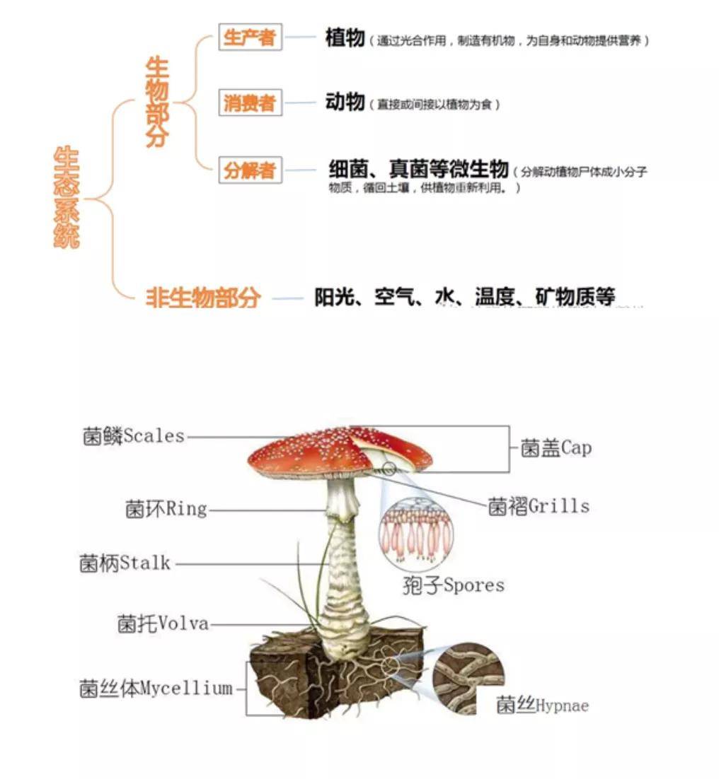 【9月12日|亲子半天】闯入神秘的蘑菇世界,触碰自然界