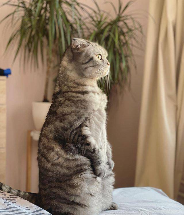 原创俄罗斯超人气网红猫,冬宫御猫竟然不是第一