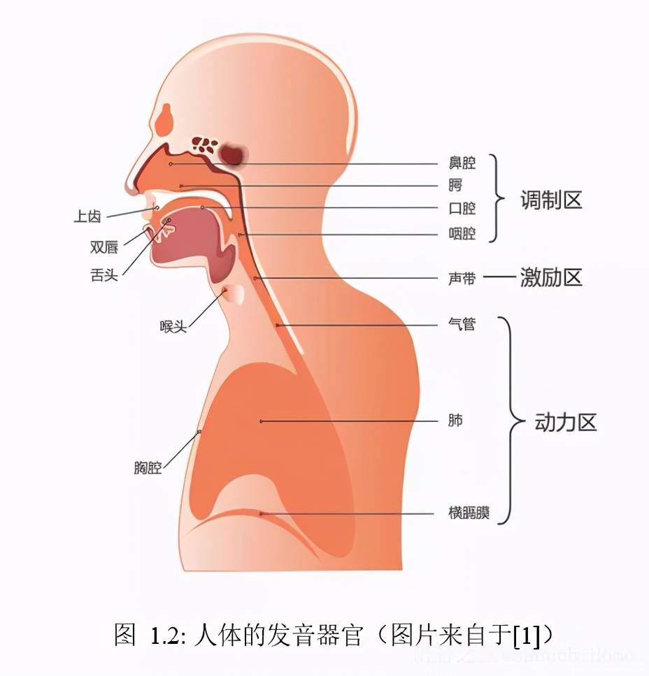 图1.2展示了人体的发音器官及其对声音的影响区域.