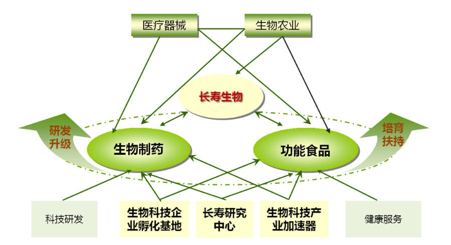 如皋生物科技园产业生态系统示意图