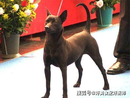 细分中国土狗:以后请不要叫它们土狗了,中国土狗也_福