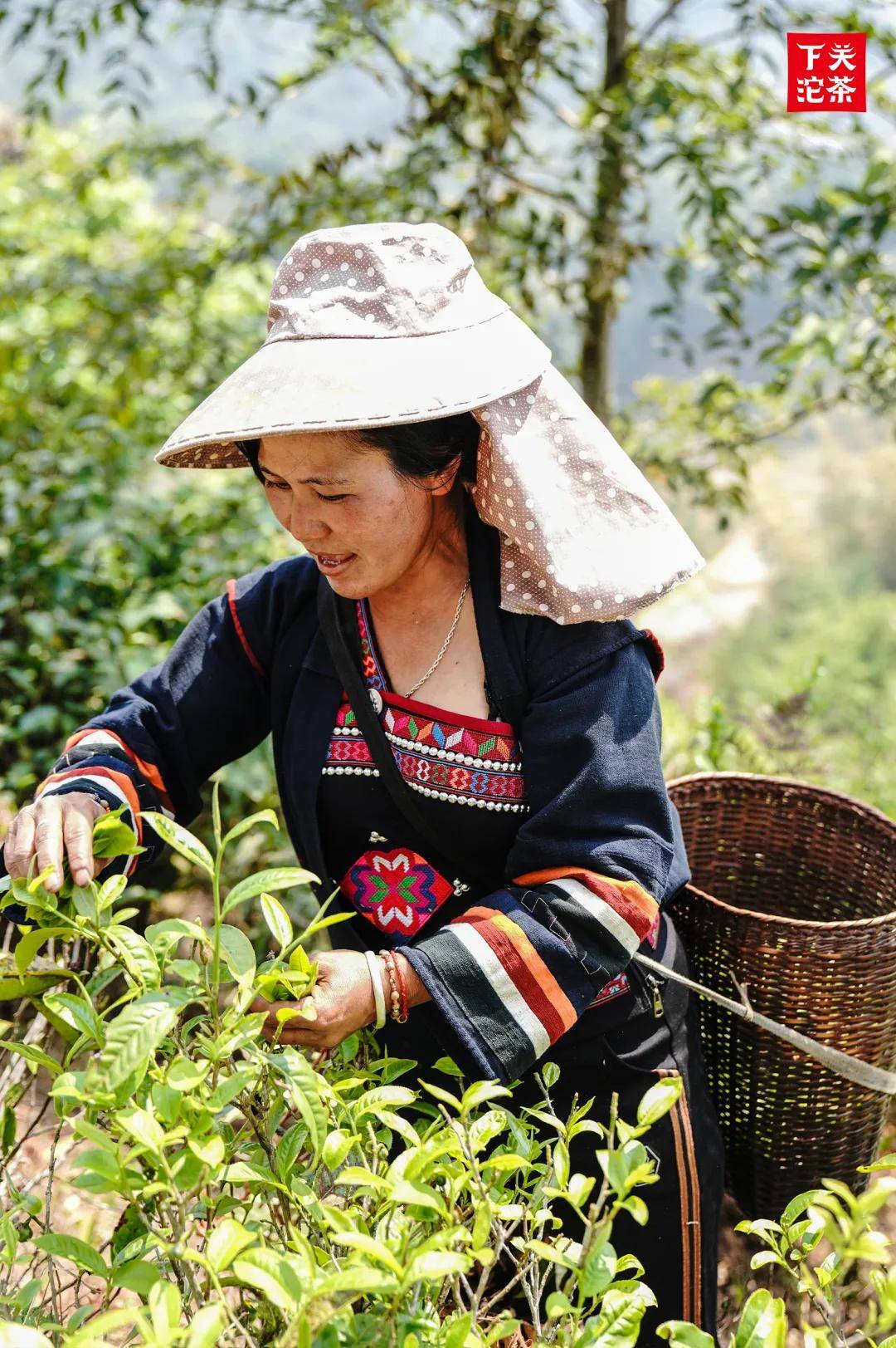 漫话茶山走进布朗山茶区上