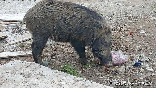 原创收回免死金牌河南信阳放松捕猎限制能否压制住泛滥的野猪