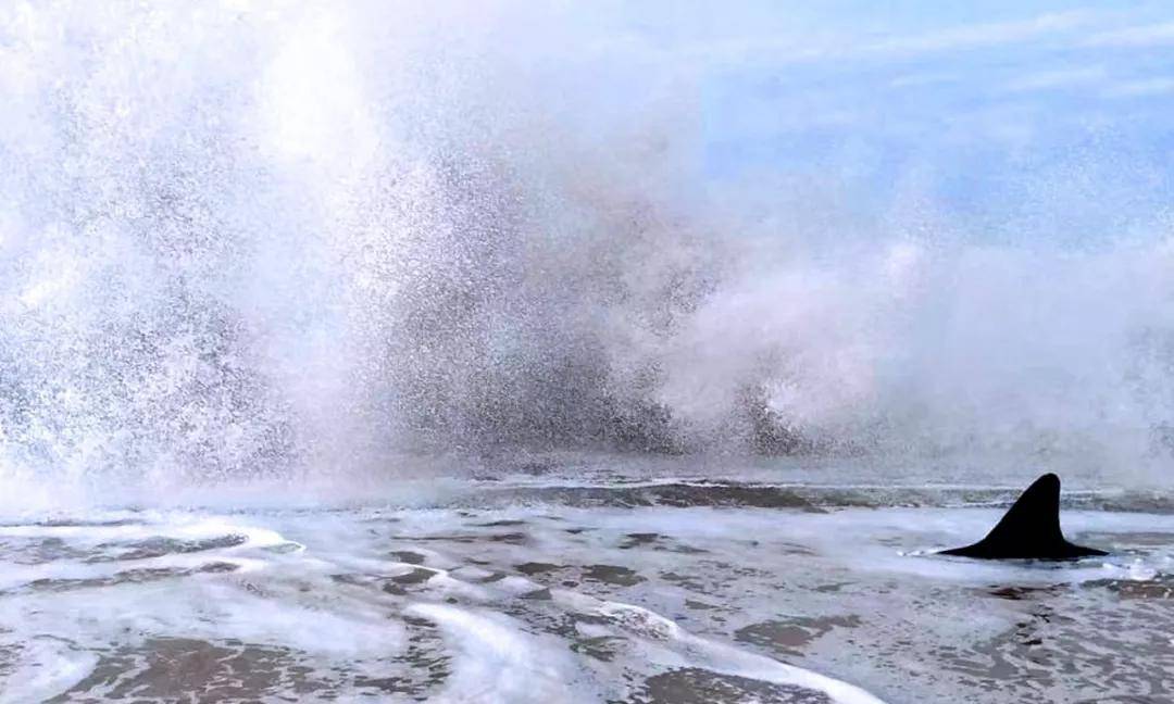 秋来荣成大海扬波逐浪高