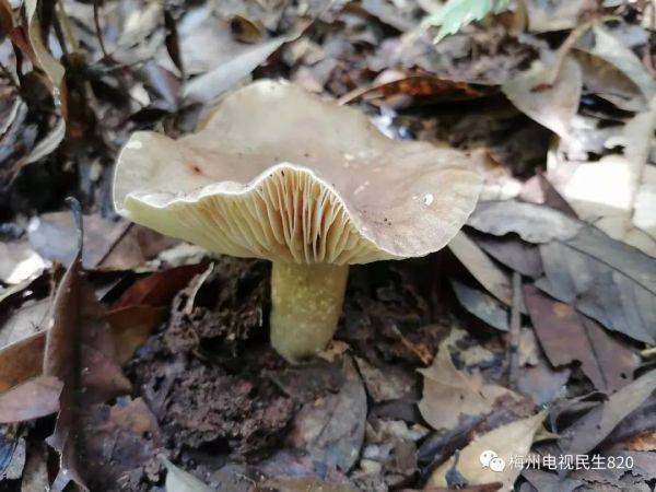 专家告诉记者,平远县发生的食用采摘野生蘑菇中毒事件,祖孙3人中毒后
