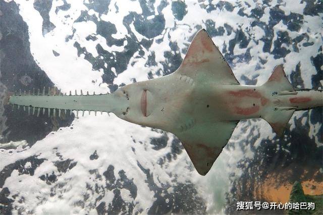 锯鳐会将人切成两半吗?如刀般锋利的"鲨鱼剑",一把售价几十万