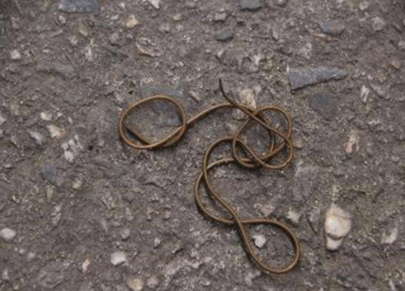 儿时老人常说遇到会动的铁丝有毒不要碰铜丝蛇真的有毒