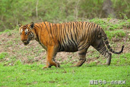 印度最猛的老虎,一生竟猎杀8只巨型鳄鱼,场面凶残至极