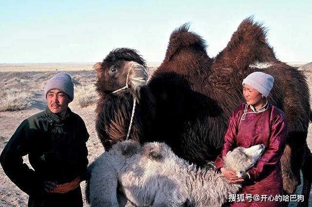 原创母骆驼难产生下罕见的小白驼产后抑郁不愿喂奶小骆驼眼泪直流