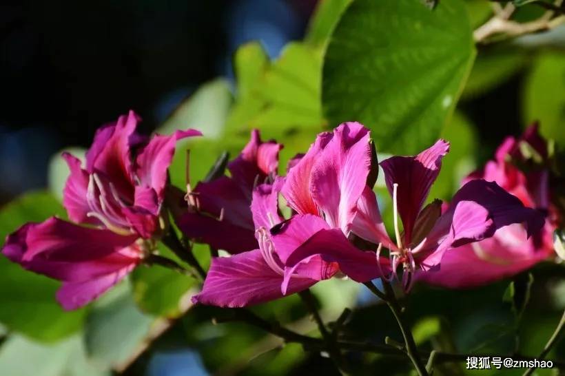 香港市花-紫荆花_鞣料