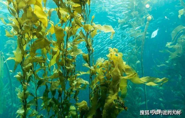 原创海藻养殖碳负性作物能帮助我们恢复海洋生态吗
