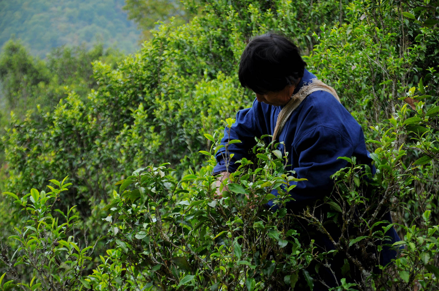 原创和普洱茶有关的10个茶叶冷知识,你知道几个?