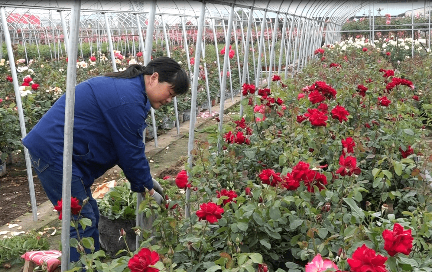 花木逢春产业兴——南阳市花卉苗木产业发展探析