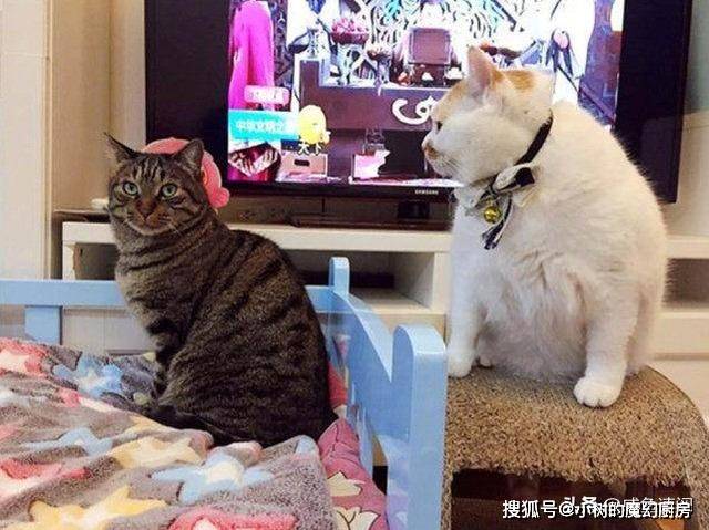 刚刚吃过晚饭,打算坐在沙发上看会电视,看了一会,两只猫咪就不乐意了