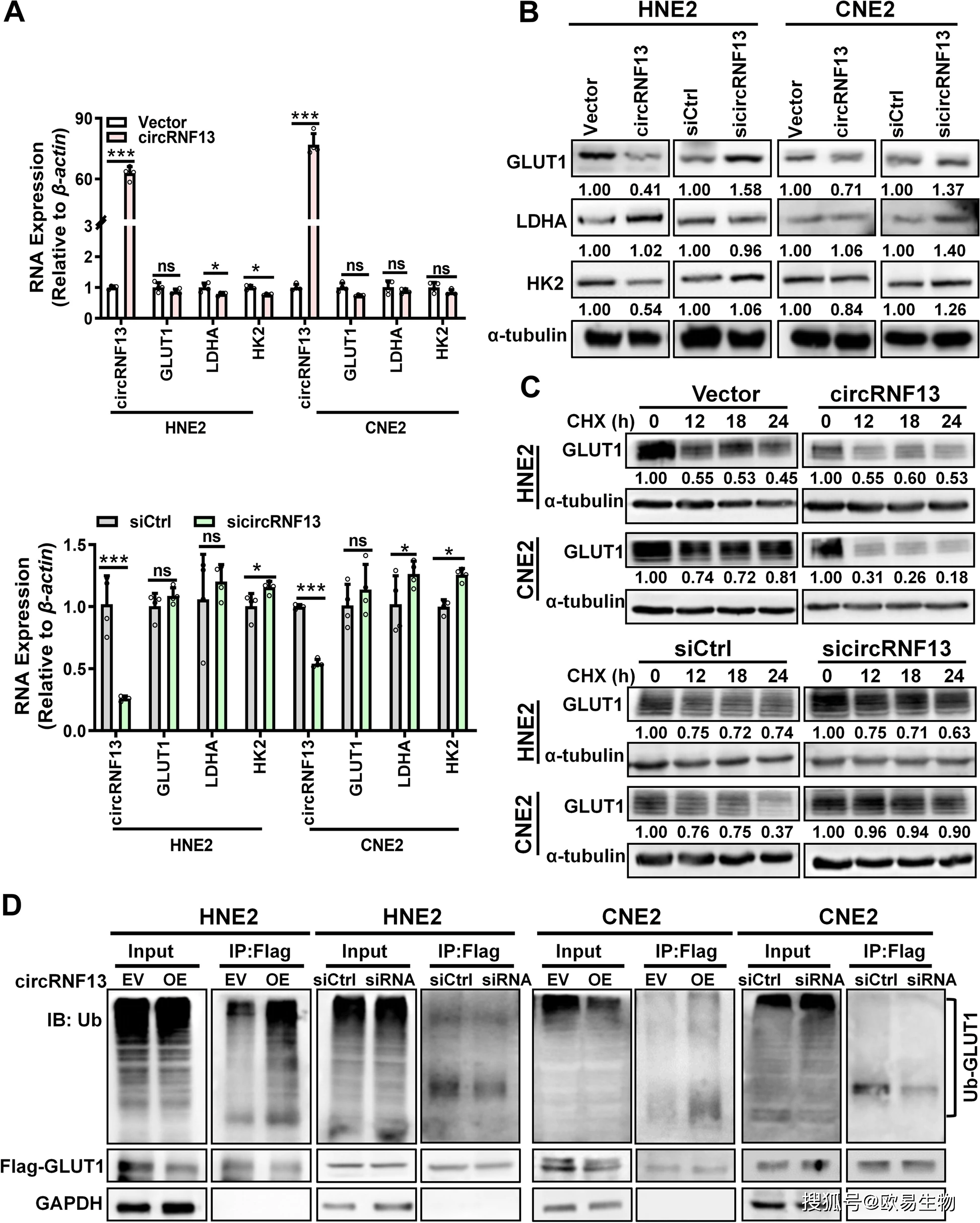 进一步 ip 实验表明(图 d,circrnf13 主要是通过介导 glut1 的泛素化