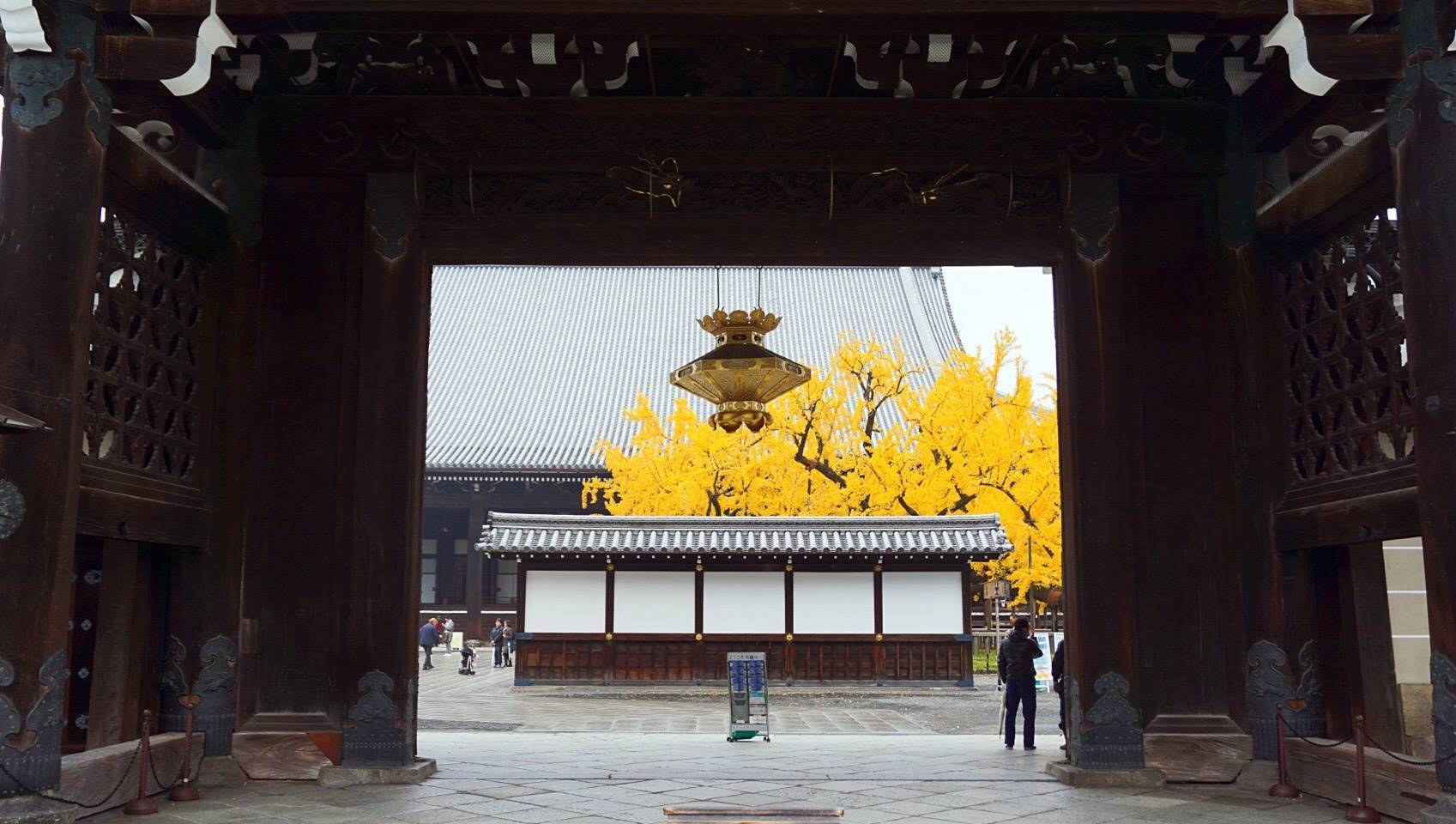 京都西本愿寺银杏(下京区掘川通花屋街)