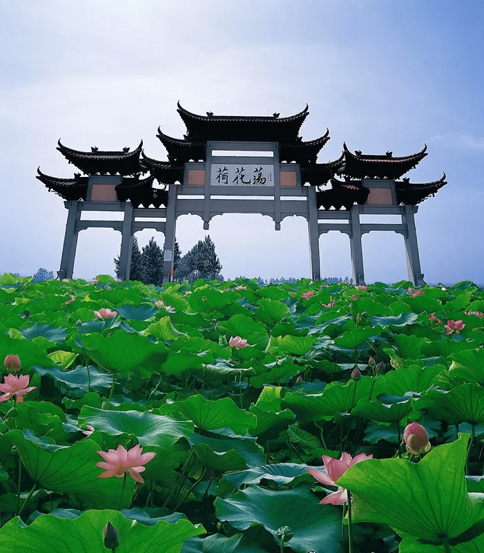 金湖荷花荡景区