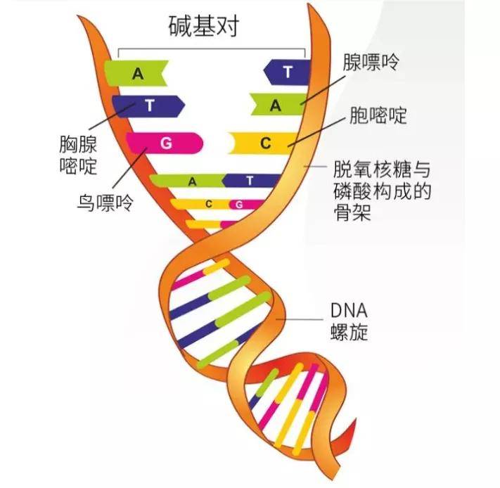 dna双螺旋结构模型示意图 早在dna双螺旋结构模型发现的前一年,也就