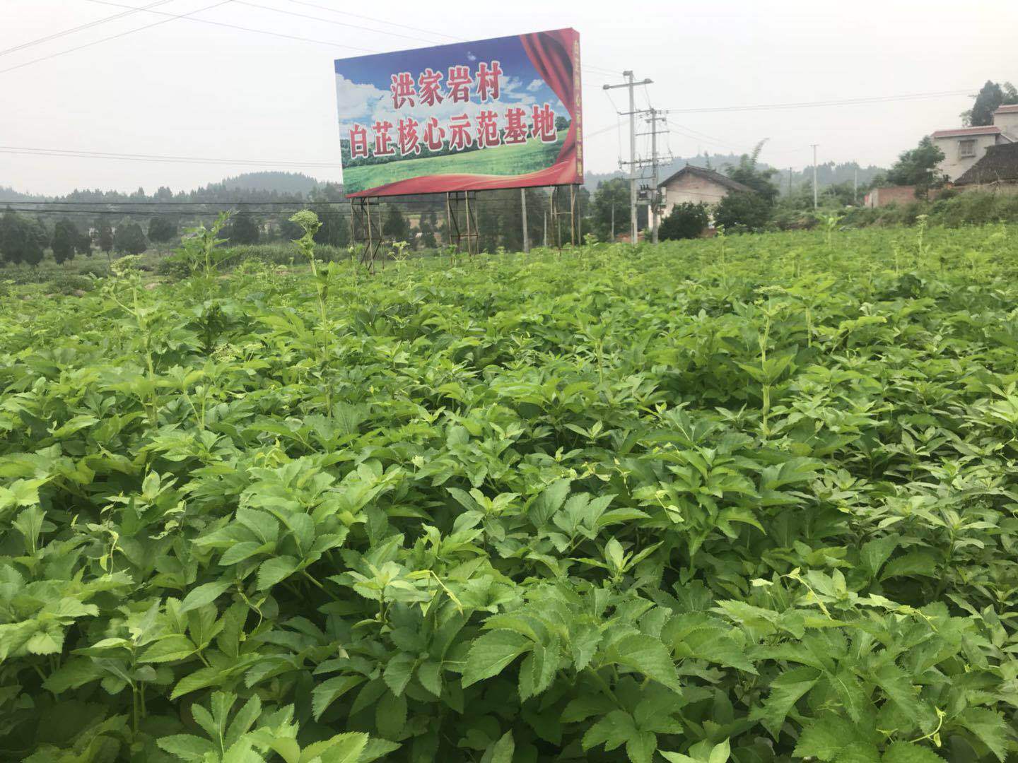 合作社拥有白芷种植