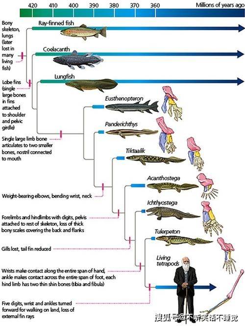 人类真是3亿年前的鱼进化的吗?我们身体上留下的证据,或能证明
