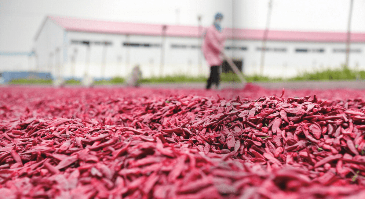 望都辣椒:一粒辣椒种子成长到中国辣都