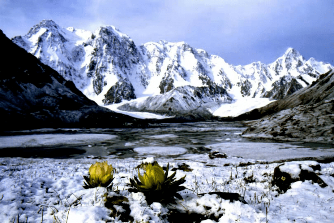 去不了新疆就先看看新疆的天山雪莲吧实拍图来啦