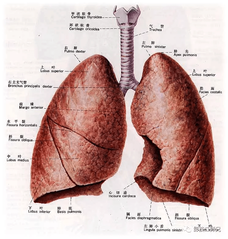 肺的解剖结构图