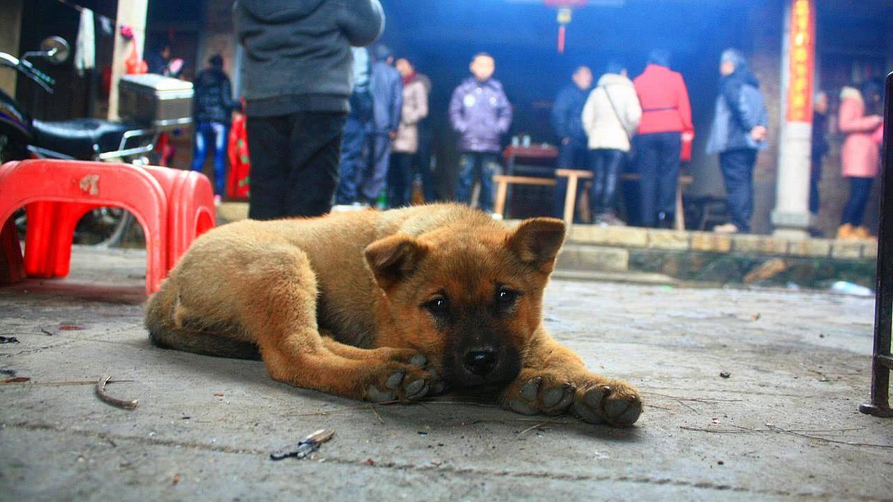 农村晚上土狗叫不停,开门一看什么都没有,啥原因?