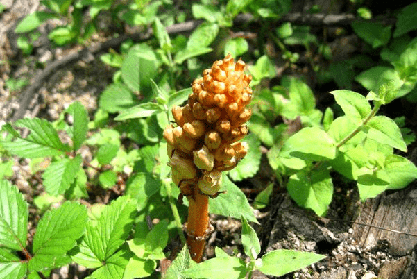 原创山里一种野生植物,在城里500元1斤也有人要,农民为啥不愿采挖?